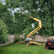 Best Lawn Renovation and Restoration  in Claypool, AZ