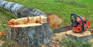 Best Emergency Tree Removal  in Claypool, AZ