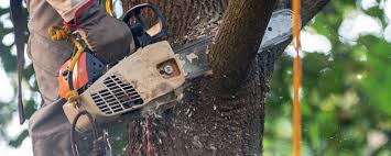 Best Pest Control for Lawns  in Claypool, AZ