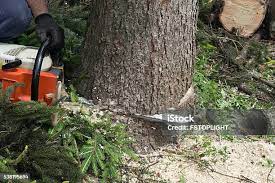 Trusted Claypool, AZ Tree Care Experts