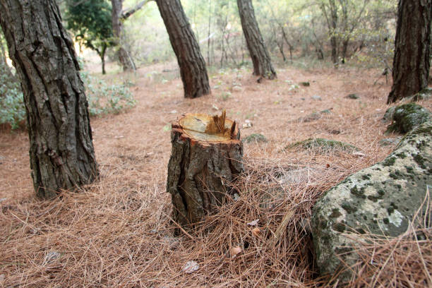 Best Arborist Consultation Services  in Claypool, AZ