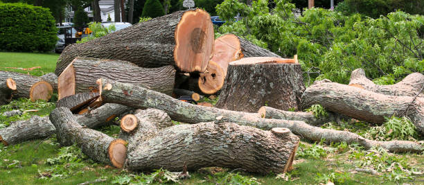 How Our Tree Care Process Works  in  Claypool, AZ