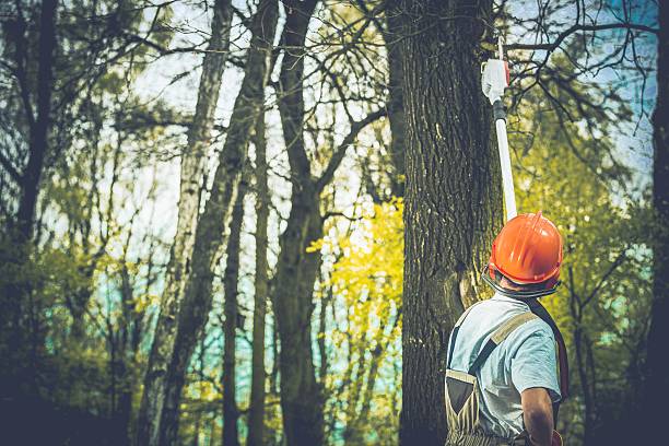 Best Stump Grinding and Removal  in Claypool, AZ