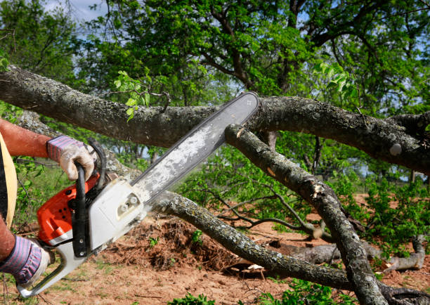 Tree and Shrub Care in Claypool, AZ